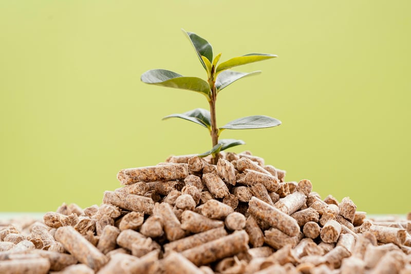 vorderansicht-der-pflanze-die-von-den-pellets-wachst