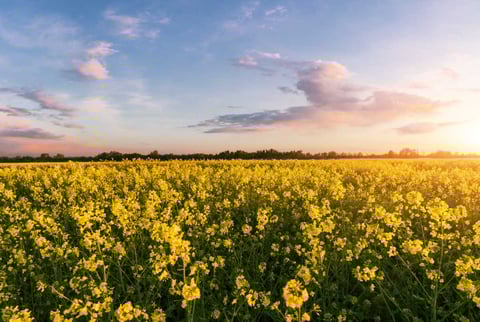Bio-Heizöl – die umweltfreundliche Alternative?