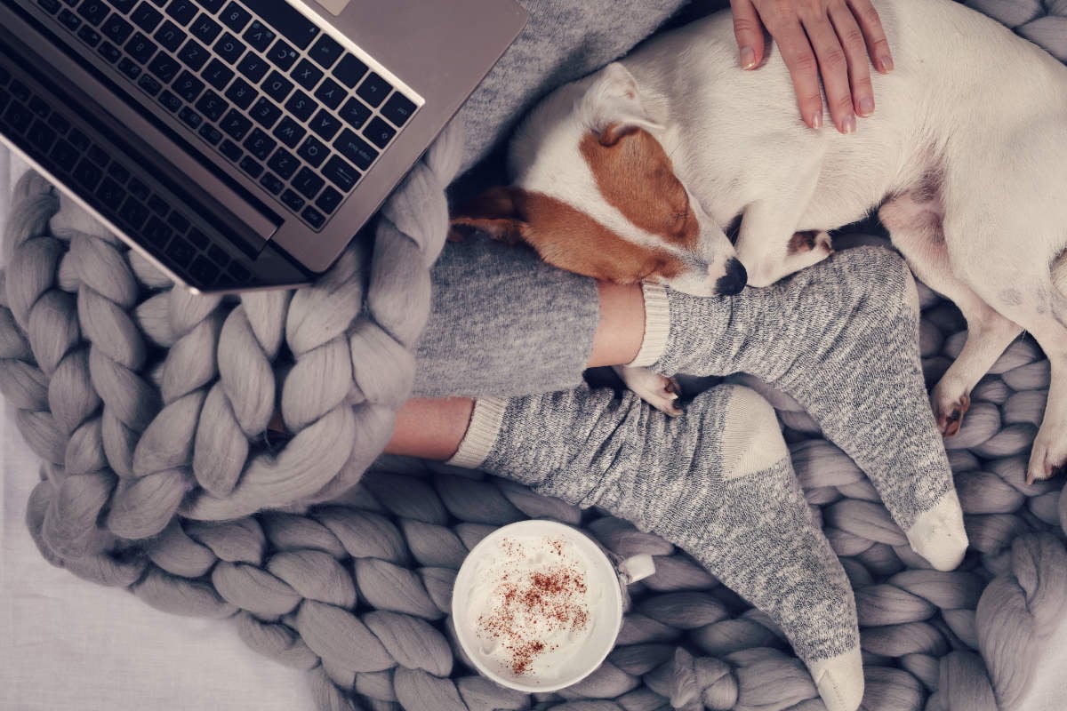 Person liegt mit Hund und Laptop im Bett