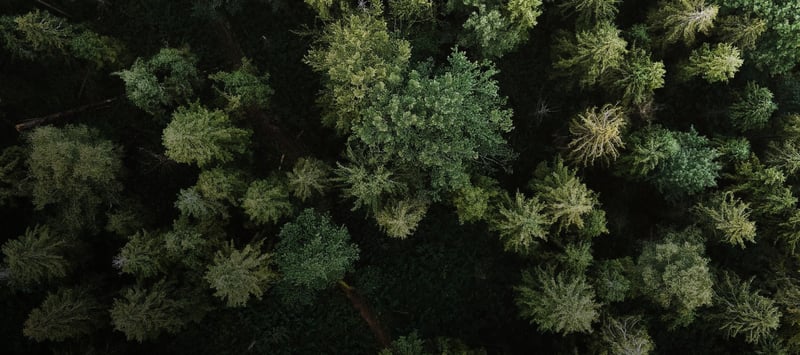 Wald von oben